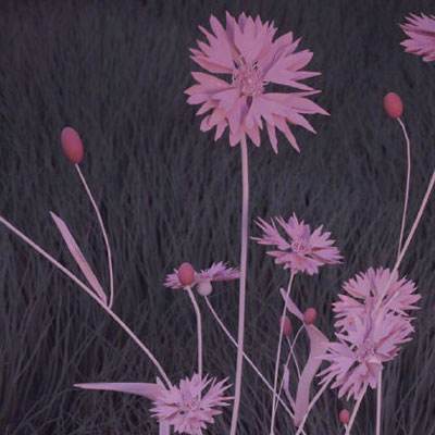 桃花源记手游冰狐版下载